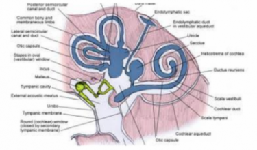 Labyrinthectomy