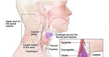 Laryngeal and Hypopharyngal Cancer Treatment