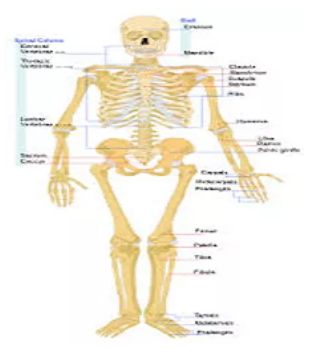 Orthopedic Diseases