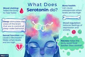 functions of serotonin